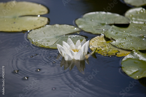 Photo: white delicate water lily white delicate water lily