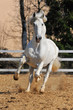 white horse runs gallop