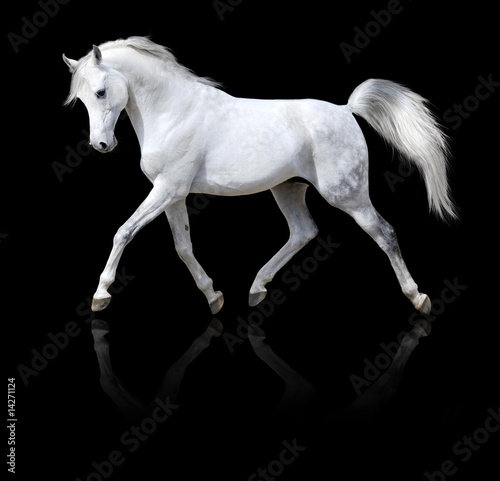 Photo: white horse runs trot isolated on black white horse runs trot isolated on black
