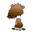 Grizzly Bear
