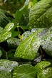Regentropfen auf Efeu