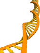 doppelhelix