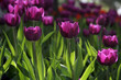 tulip