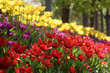 tulip