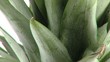 ANANAS - PACKSHOT