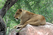African Lioness