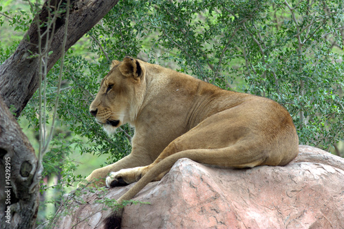 Photo: African Lioness African Lioness
