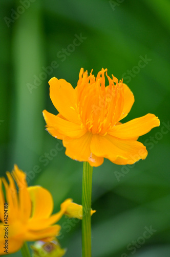 Photo: Gelbe Blumen Gelbe Blumen