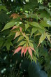Acer palmatum