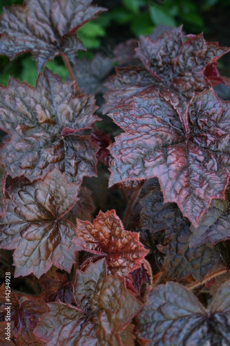 Heuchera