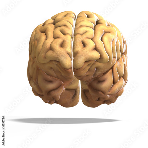 Illustration: human brain human brain