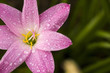 pink flower
