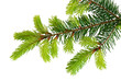 Branches d' épicéa