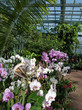 Orchidées dans la serre tropicale Orchidées dans la serre tropicale