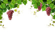 Grapevine border with pink grapes Grapevine border with pink grapes