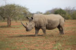 Nashorn