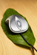 Computer mouse on a leaf