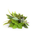 Mixed Herb Leaves