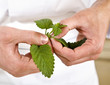 feuille de menthe