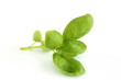Photo en ligne au meilleur prix Basil leaves