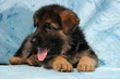 Alsatian pup