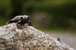 Salamandre