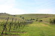 canvas print picture german vineyard near the rhein river