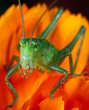 Green Grasshopper