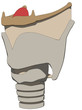 kehlkopf