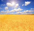 gold wheat and blue sky with sun