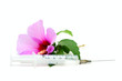Pink flower and syringe