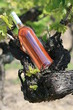 vin, vignoble, rouge, blanc, rosé,vigne, vigneron, france vin, vignoble, rouge, blanc, rosé,vigne, vigneron, france