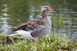 Goose by the lake Goose by the lake