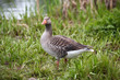Goose in the grass Goose in the grass