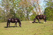 Two black horses eating Two black horses eating