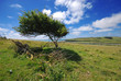 Beautiful summer landscpae with a single tree Beautiful summer landscpae with a single tree