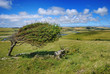 Beautiful summer landscpae with a single tree Beautiful summer landscpae with a single tree