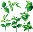 Set of different branches with green leaves Set of different branches with green leaves