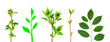 Plants