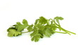 Photo en ligne au meilleur prix Cilantro (coriander)