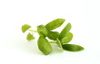 Photo en ligne au meilleur prix Basil leaves