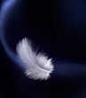 Foto: feather with satin feather with satin