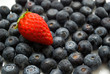 Strawberry on blueberry background