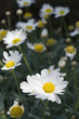 Daisies