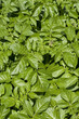 Potato plants