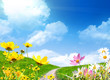 Spring meadow