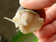 snail in human hand