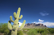 a green cactus against a blue sky
