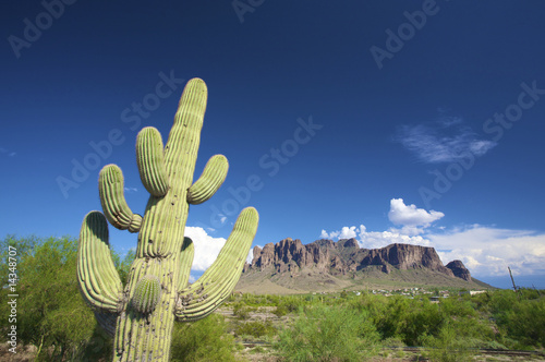 Photo: a green cactus against a blue sky a green cactus against a blue sky