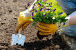 gardening gardening